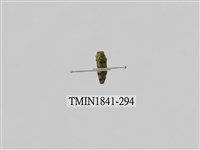 藏品(菲律賓產昆蟲)的圖片